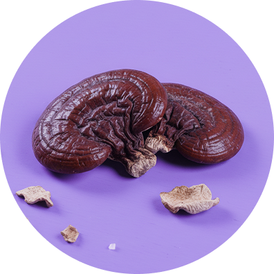 Top-down view of reishi mushrooms showcasing whole caps and broken pieces on a purple circular background