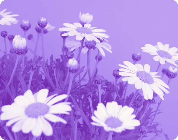Close-up of chamomile flowers showcasing white petals and yellow centers with a purple-tinted background