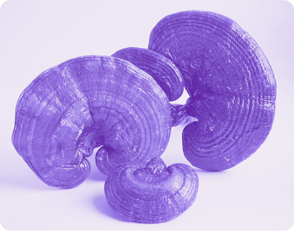Close-up of reishi mushroom slices showcasing glossy, fan-shaped caps on a pale purple background