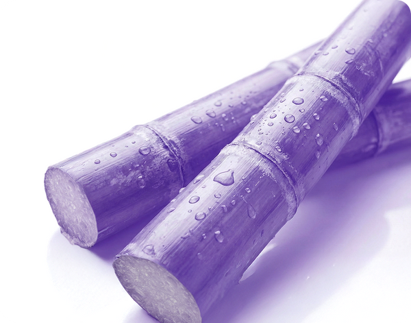 Close-up of sugarcane stalks showing cut ends and water droplets on a white background