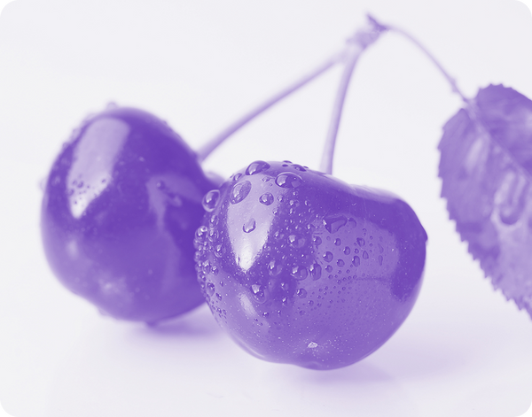Side view of two tart cherries on stems showcasing water droplets with a pale background