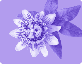 Close-up of passionflower blossom showcasing the Calming Blend ingredient with purple background