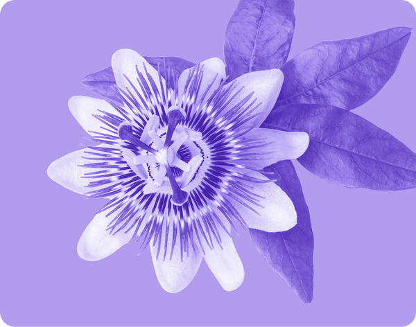 Top-down view of a passionflower showing its radial filaments and leaves on a lavender background
